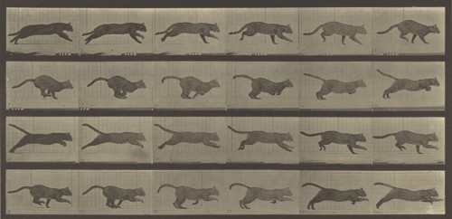 Animal Locomotion; Eadweard J. Muybridge, American, born England, 1830 - 1904, 1887; Collotype; 17.9 x 38.1 cm