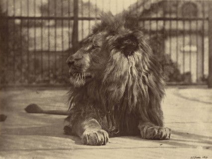 Lion at Zoo; Thomas James Dixon, British, 1857 - 1943, active about 1879 - 1908, 1879; Albumen silver print