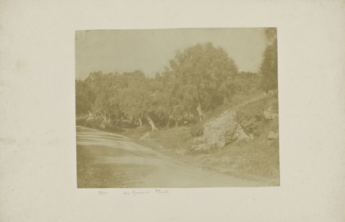 Olives on the Via Roma to Tivoli; Italian; Tivoli, Italy, Europe; about 1850 - 1855; Salted paper print; 20.9 x 26.8 cm