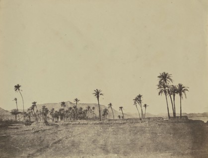 Etude de dattiers; John Beasly Greene, American, born France, 1832 - 1856, Egypt; 1853 - 1854; Salted paper print