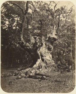 Gnarled Tree; Gertrude Elizabeth Rogers, British, 1837 - 1917, about 1860; Albumen silver print