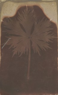 Fronded Leaf; William Henry Fox Talbot, English, 1800 - 1877, 1840; Photogenic drawing negative; 18.4 × 11.3 cm