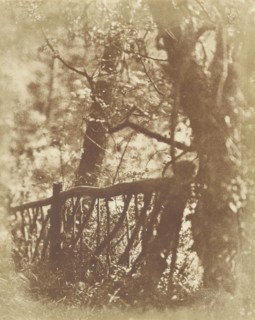 Colinton Wood; Hill & Adamson, Scottish, active 1843 - 1848, 1843 - 1847; Salted paper print; 19.1 x 15.2 cm 7 1,2 x 6 in