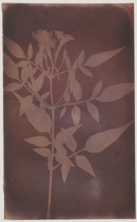 Leaves of Jasmine; William Henry Fox Talbot, English, 1800 - 1877, probably 1840–1842; Photogenic drawing negative