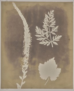 Arrangement of Botanical Specimens; William Henry Fox Talbot, English, 1800 - 1877, 1839; Photogenic drawing negative