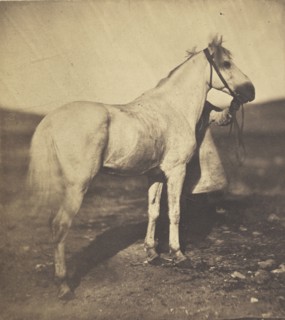 Horse; Adrien Alban Tournachon, French, 1825 - 1903, 1856; Salted paper print; 16.1 x 14.3 cm 6 3,8 x 5 5,8 in