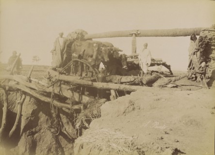 Sakkie; Antonio Beato, English, born Italy, about 1835 - 1906, 1880 - 1889; Albumen silver print