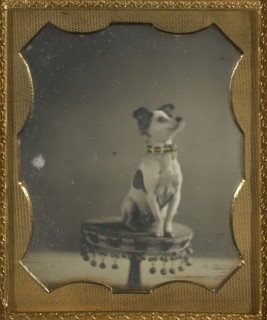 Dog Sitting on a Table; American; about 1854; Hand-colored Daguerreotype