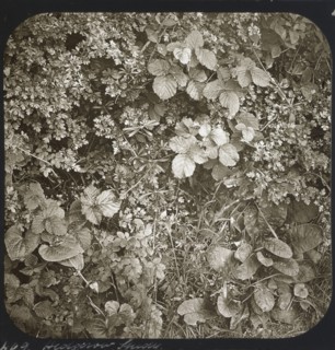 Hedgerow Study; Frederick H. Evans, British, 1853 - 1943, about 1883; Lantern slide; 7.3 x 7.2 cm 2 7,8 x 2 13,16 in