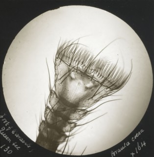 Foot of Parasite of Queen Bee. Braula Coeca; Frederick H. Evans, British, 1853 - 1943, about 1883; Lantern slide; 7.1 x 7.1 cm