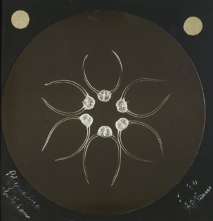 Polycistina.  Bulb  Horns; Frederick H. Evans, British, 1853 - 1943, 1890 - 1899; Lantern slide; 7.3 x 7.3 cm 2 7,8 x 2 7,8 in