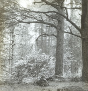 Redland Woods; Frederick H. Evans, British, 1853 - 1943, 1893; Lantern slide; 6.8 x 6.7 cm, 2 11,16 x 2 5,8 in