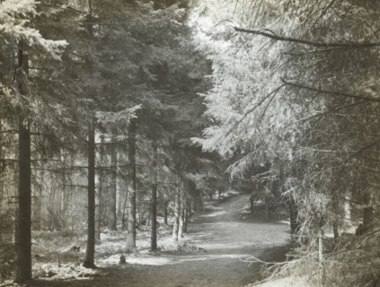 Redlands Woods, near Dorking; Frederick H. Evans, British, 1853 - 1943, April 1892; Lantern slide; 5.4 x 7.3 cm