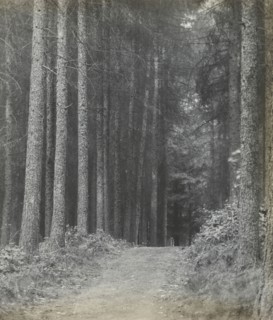 Redlands Woods; Frederick H. Evans, British, 1853 - 1943, 1893; Lantern slide; 7.1 x 6.7 cm, 2 13,16 x 2 5,8 in