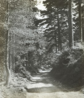 Near Coldharbour; Frederick H. Evans, British, 1853 - 1943, 1893; Lantern slide; 7 x 6 cm 2 3,4 x 2 3,8 in