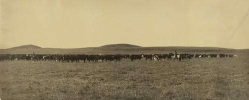 Cattle; Laton Alton Huffman, American, 1854 - 1931, 1878 - 1905; Gelatin silver print; 24.8 x 59.5 cm 9 3,4 x 23 7,16 in