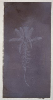 Botanical Specimen, Erica mutabolis, William Henry Fox Talbot, English, 1800 - 1877, England; March 1839; Photogenic drawing
