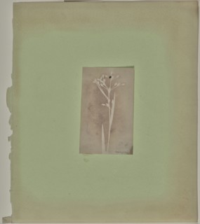 Luzula Pilosa; Attributed to William Henry Fox Talbot, English, 1800 - 1877, 1840; Photogenic drawing negative; 11 × 6.7 cm