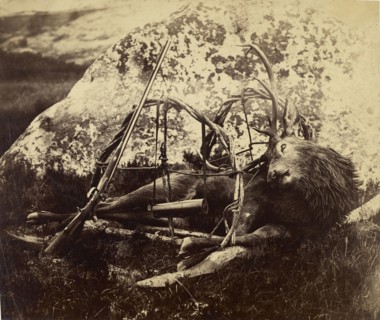 Dead stag in a sling; Capt. Horatio Ross, British, 1801 - 1886, 1850s - 1860s; Albumen silver print