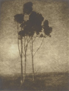 Stand of Trees; Leopold Hugo, American, born Poland, 1866 - 1933, California, United States; about 1920; Gelatin silver print