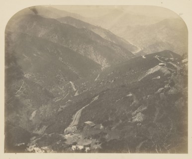 Josephine and Pine Tree; Carleton Watkins, American, 1829 - 1916, 1860; Salted paper print; 41.3 x 33.3 cm 16 1,4 x 13 1,8 in