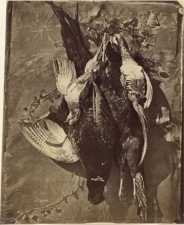 Still Life of Game Bird with Feathers; Charles Nègre, French, 1820 - 1880, 1855 - 1860; Albumen silver print