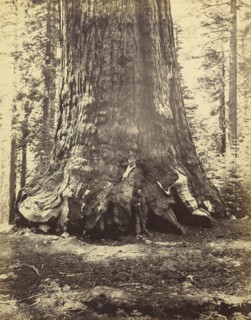 Section of the Grizzly Giant; Carleton Watkins, American, 1829 - 1916, 1865 - 1866; Albumen silver print