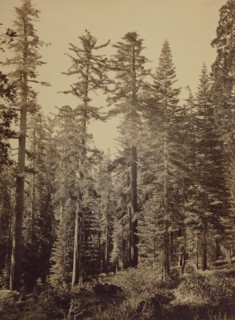 Forest Scene , Sugar Pines; Carleton Watkins, American, 1829 - 1916, 1865 - 1866; Albumen silver print