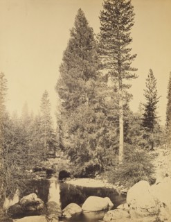 Douglas Fir at Clarks , The Douglas Fir; Carleton Watkins, American, 1829 - 1916, Yosemite, California, United States; negative