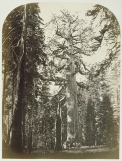 Grizzly Giant, Mariposa Grove - 33 ft. Diam; Carleton Watkins, American, 1829 - 1916, Yosemite, California, United States; 1861