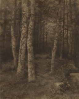 Forest Scene; Rudolf Eickemeyer, Jr., American, 1862 - 1932, Yonkers, New York, United States; 1916; Carbon print