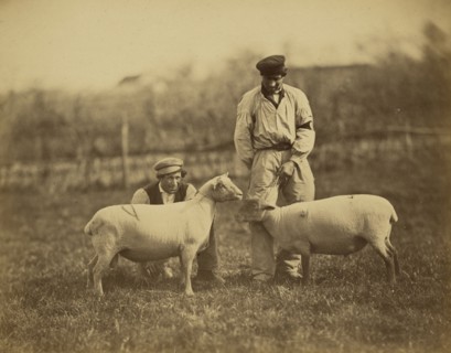 Moutons South-Down; Adrien Alban Tournachon, French, 1825 - 1903, 1856 - 1860; Albumen silver print