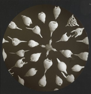 Polycistina; Frederick H. Evans, British, 1853 - 1943, about 1883; Lantern slide; 7.1 x 7.1 cm 2 13,16 x 2 13,16 in