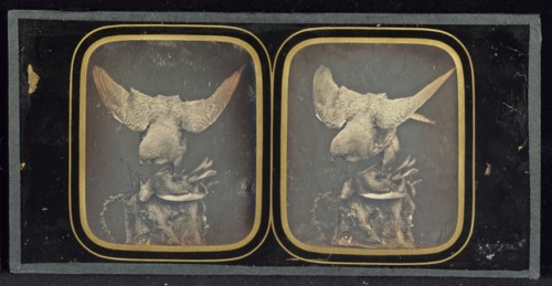 Still life of a stuffed hawk clutching a smaller stuffed bird; Louis Jules Duboscq-Soleil; 1851 - 1855; Stereograph