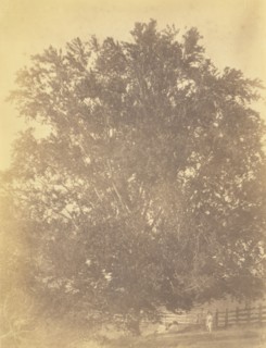 Beech Tree at Avondale, Pennsylvania; Thomas Eakins, American, 1844 - 1916, early 1880s; Albumen silver print