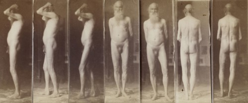 Naked Series: Old Man; Thomas Eakins, American, 1844 - 1916, United States; about 1883; Albumen silver print