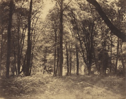 Forest Scene; Gustave Le Gray, French, 1820 - 1884, Fontainebleau, France; 1849 - 1852; Albumen silver print from a waxed paper