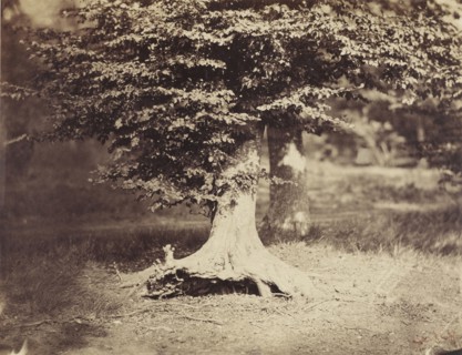 The Beech Tree; Gustave Le Gray, French, 1820 - 1884, Fontainebleau, France; about 1855 - 1857; Albumen silver print