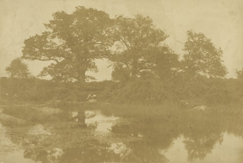Forêt de Fontainebleau; Charles Marville, French, 1813 - 1879, Fontainebleau, France; 1854; Salted paper print from a waxed