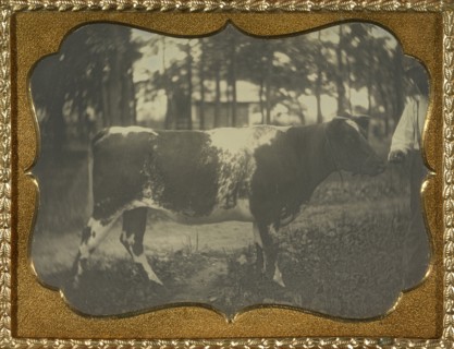 Herdsman with cow; American; about 1856; Daguerreotype