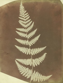 Buckler Fern; William Henry Fox Talbot, English, 1800 - 1877, 1839; Photogenic drawing negative; 22.1 × 17.8 cm 8 11,16 × 7 in