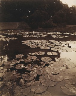 Water Lilies; Eugène Atget, French, 1857 - 1927, France; 1890 - 1910; Albumen silver print