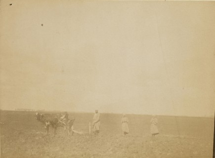 Man plowing; about 1860 - 1880; Tinted Albumen silver print