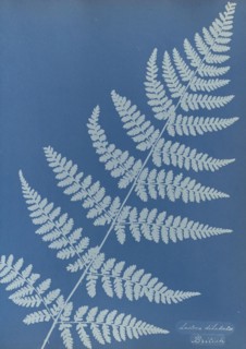 Lastrea dilatato, British; Anna Atkins, British, 1799 - 1871, and Anne Dixon, British, 1799 - 1877, England; 1853; Cyanotype