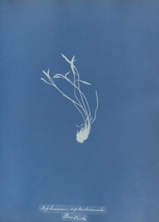 Asplenium septentrionale, British; Anna Atkins, British, 1799 - 1871, and Anne Dixon, British, 1799 - 1877, England; 1853