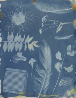 Arrangement of Specimens; Hippolyte Bayard, French, 1801 - 1887, Paris, France; about 1842; Cyanotype Direct Negative