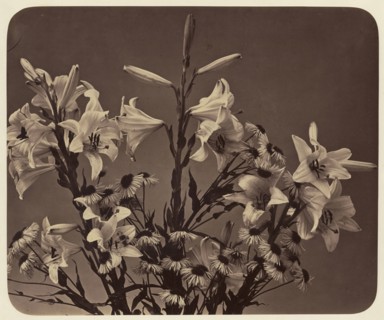 Flowers; Adolphe Braun, French, 1811 - 1877, Dornach, France; 1860; Albumen silver print