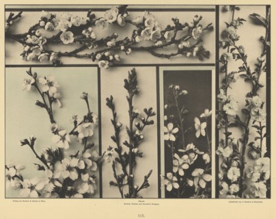 Plum Blossoms; Gerlach & Schenk, Austrian, 1882 - 1901, 1856 - 1899; Collotype; 21.4 x 29.2 cm 8 7,16 x 11 1,2 in