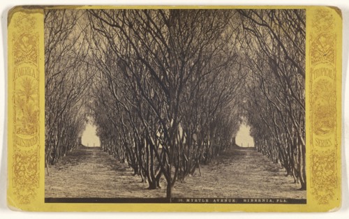 Myrtle Avenue. Hibernia, Fla; American; about 1865 - 1875; Albumen silver print
