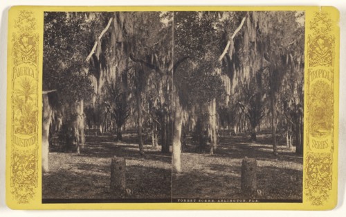 Forest Scene, Arlington, Fla; American; about 1870 - 1880; Albumen silver print